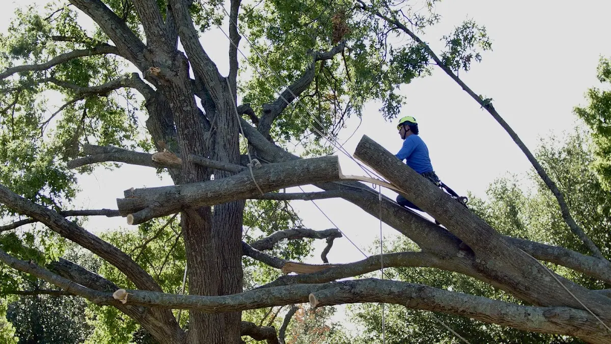 Professional Crown Thinning performed by certified arborists in Chestertown