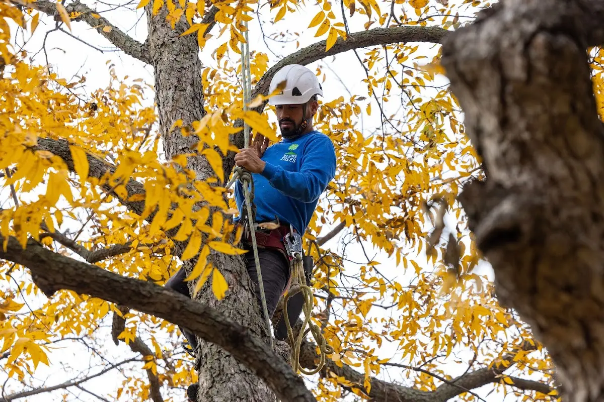 Skilled Tree Planting crew working in Chestertown